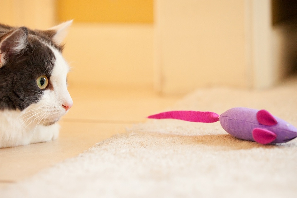 Hét perfecte speeltje voor je kat.